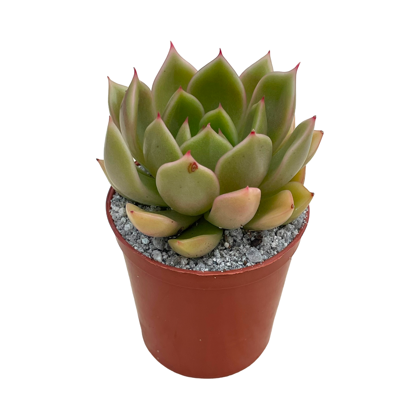 Echeveria agavoides 'Mira'