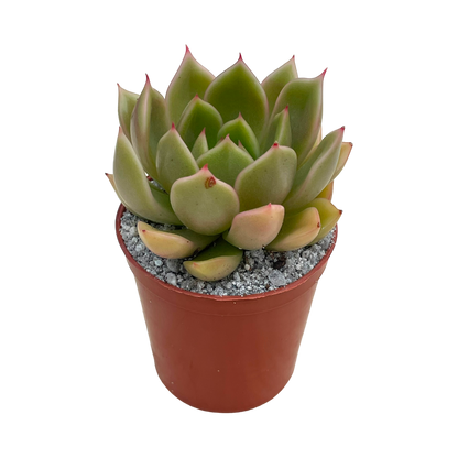 Echeveria agavoides 'Mira'