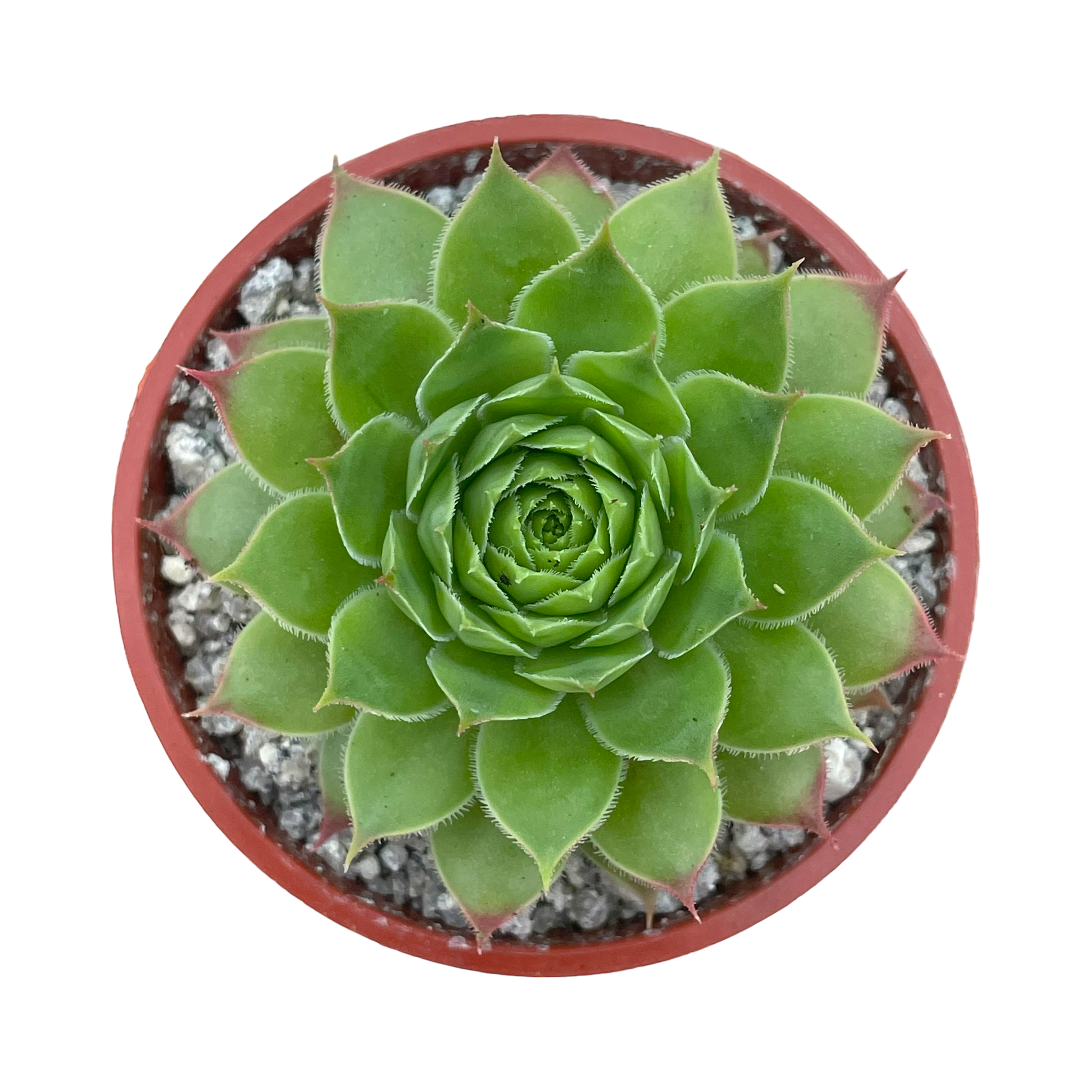 センペルビウム 'マルベリー ワイン' – Surreal Succulents センペルビウム 'マルベリー ワイン' – Surreal Succulents
