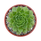 Sempervivum 'Mulberry Wine'