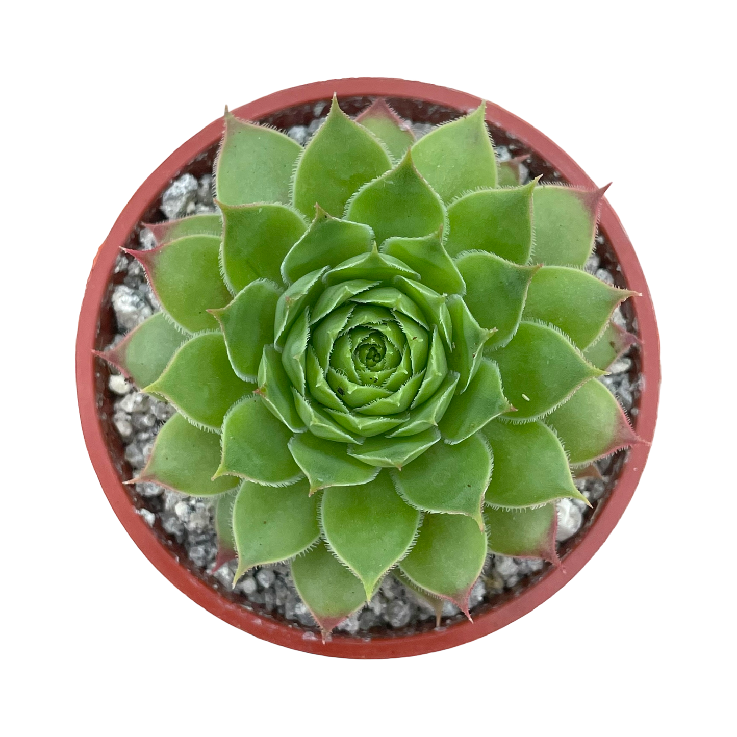 Sempervivum 'Mulberry Wine'