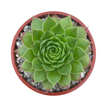 Sempervivum 'Mulberry Wine'