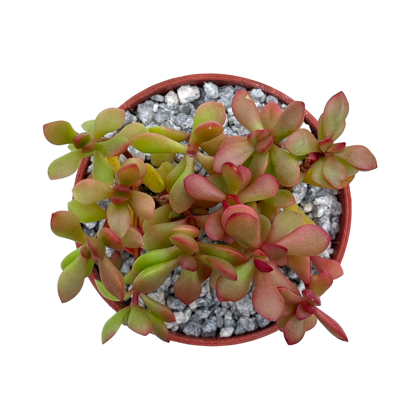 Crassula pubescens ssp. radicans