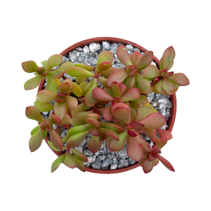 Crassula pubescens ssp. radicans