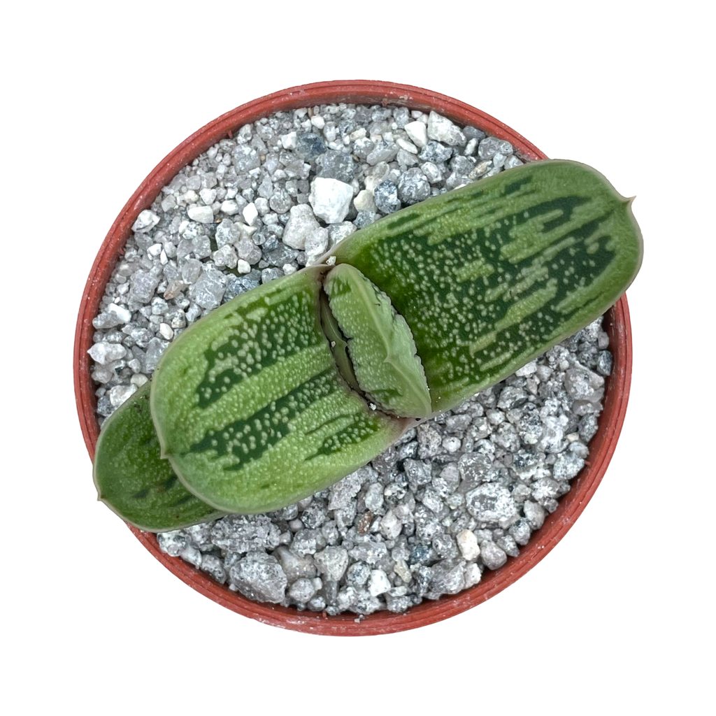 Gasteria 'Lime Warty'