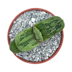 Gasteria 'Lime Warty'