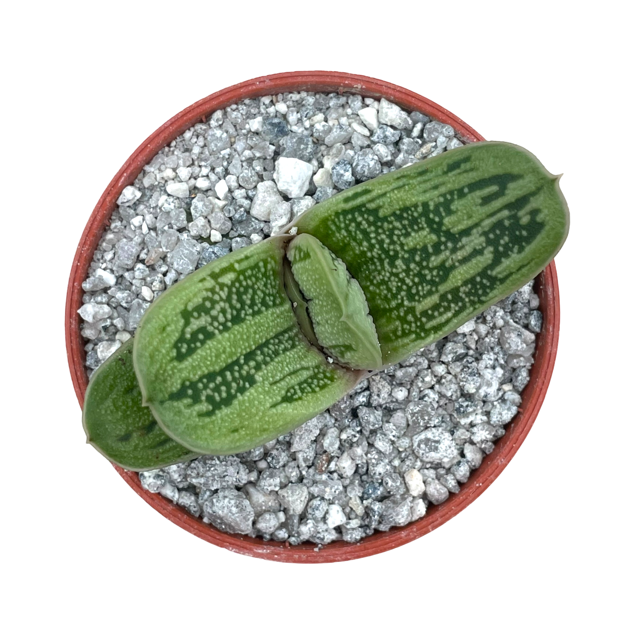 Gasteria 'Lime Warty'