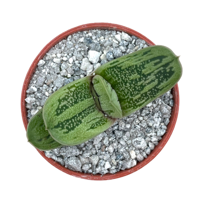 Gasteria ‘Lime Warty’