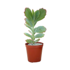 Kalanchoe fedtschenkoi | Lavender Scallops