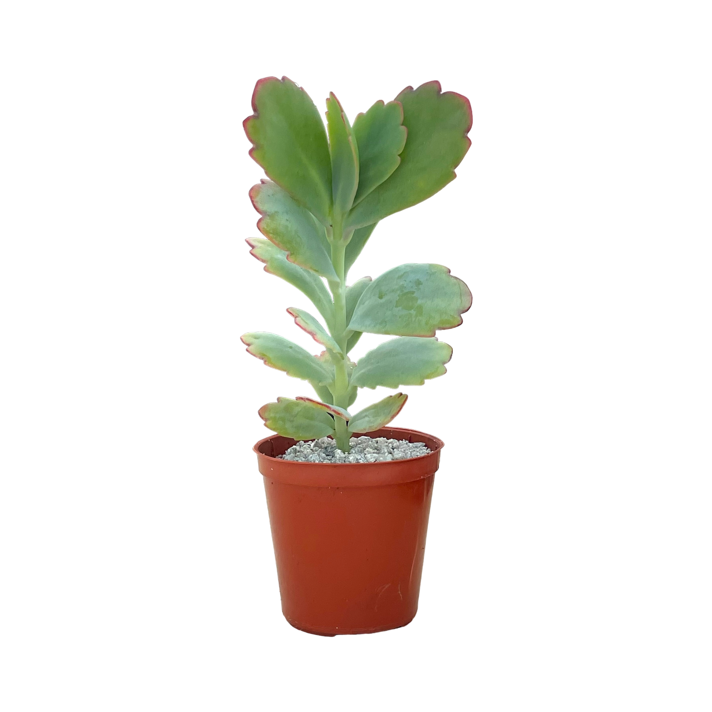 Kalanchoe fedtschenkoi (Lavender Scallops)