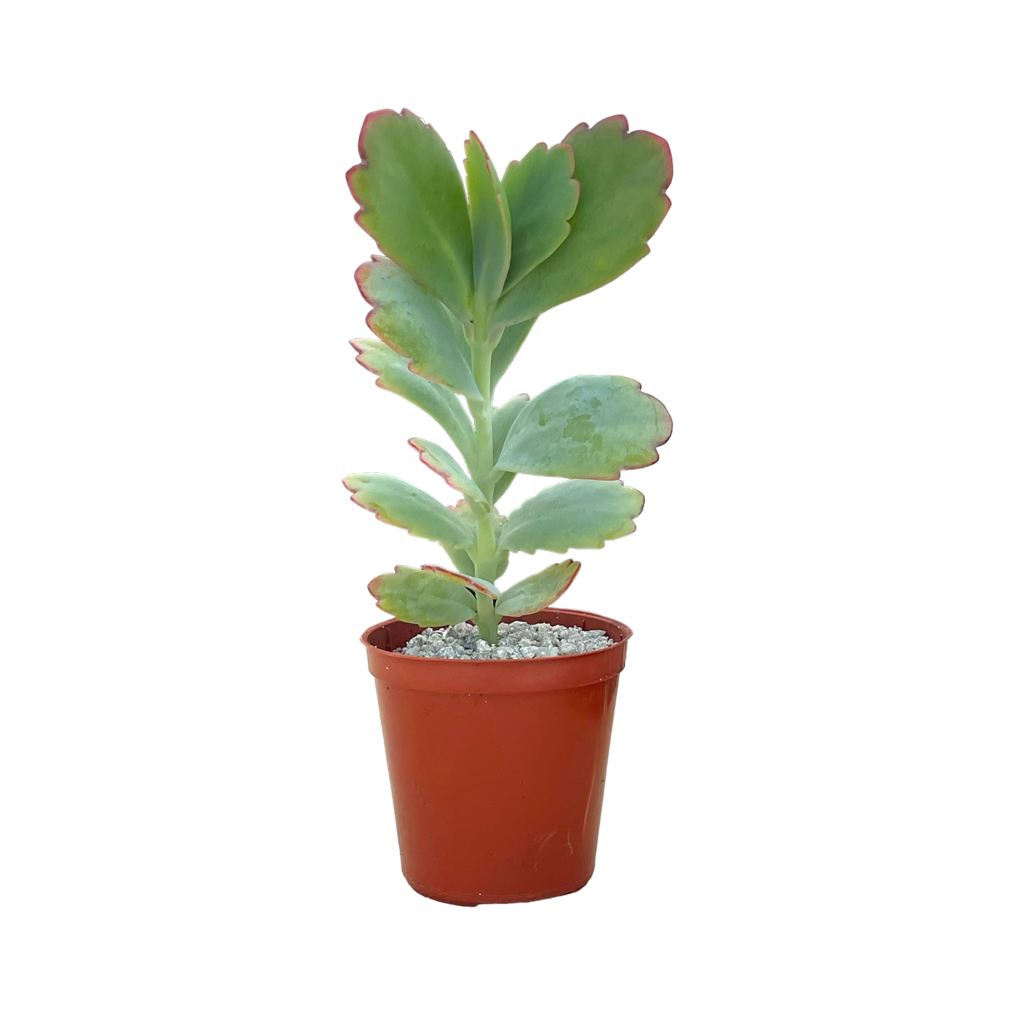 Kalanchoe fedtschenkoi | Lavender Scallops