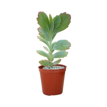 Kalanchoe fedtschenkoi (Lavender Scallops)