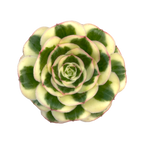 Aeonium 'Poseidon'