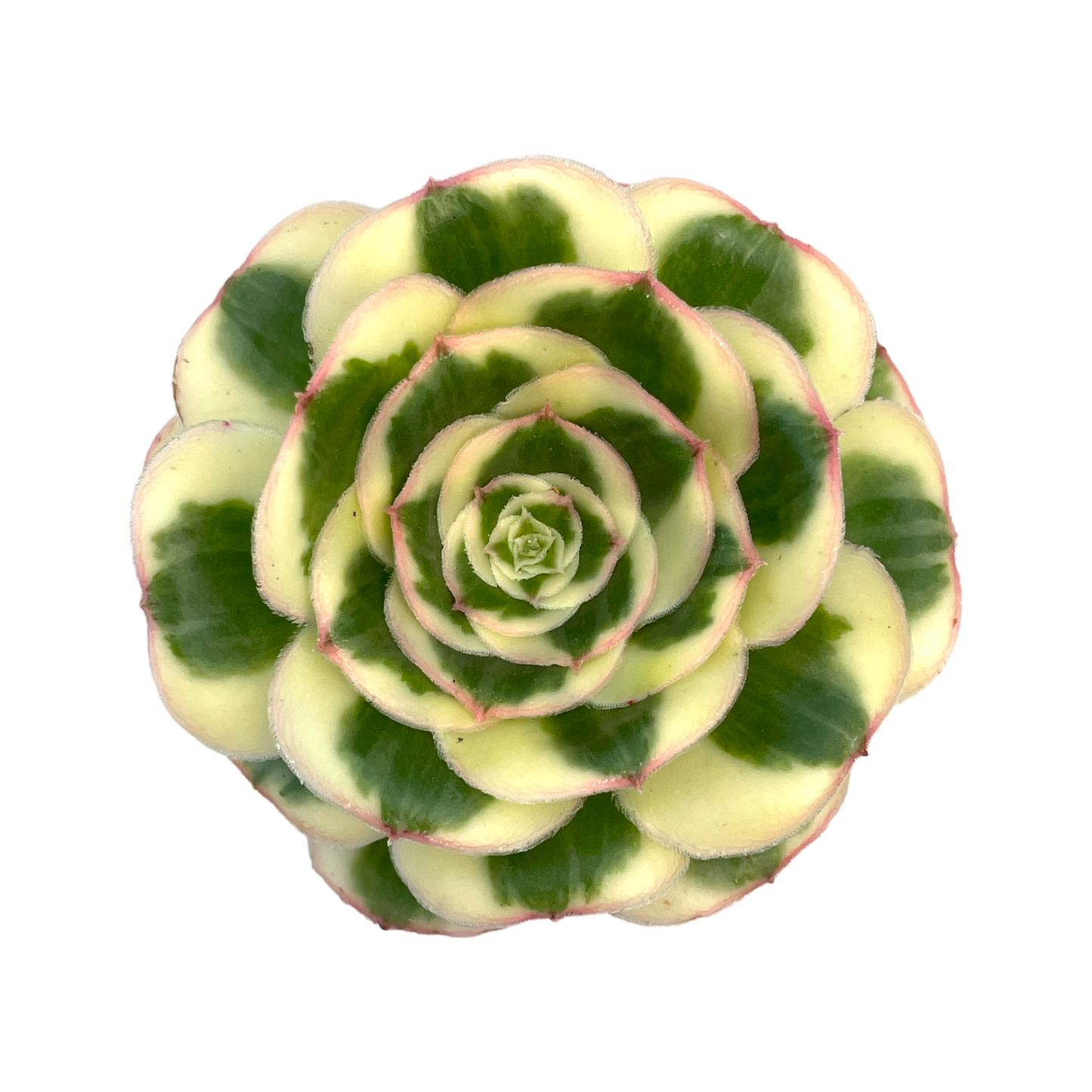 Aeonium 'Poseidon'