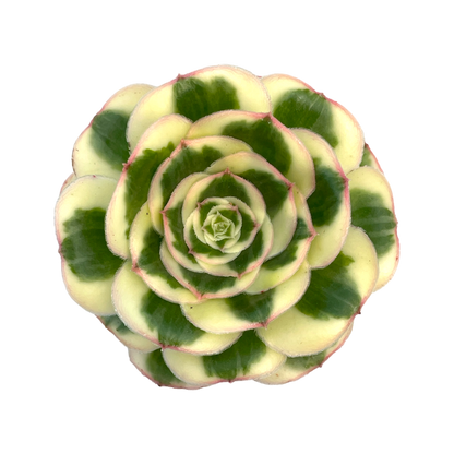 Aeonium 'Poseidon'