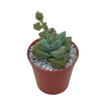 Crassula 'Moonglow'