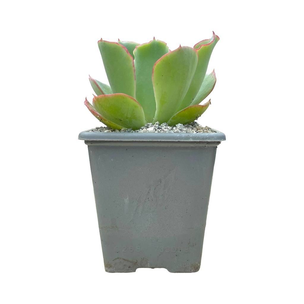 Echeveria 'Aquarius'