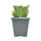 Echeveria 'Aquarius'