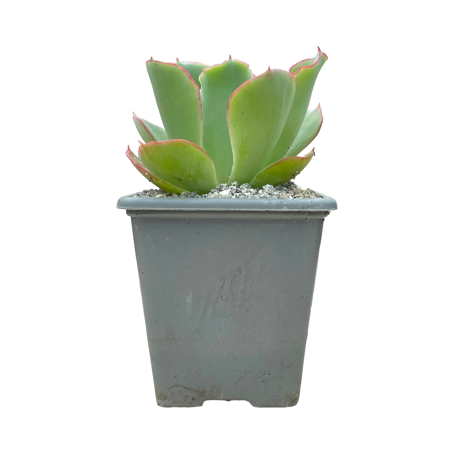 Echeveria 'Aquarius'