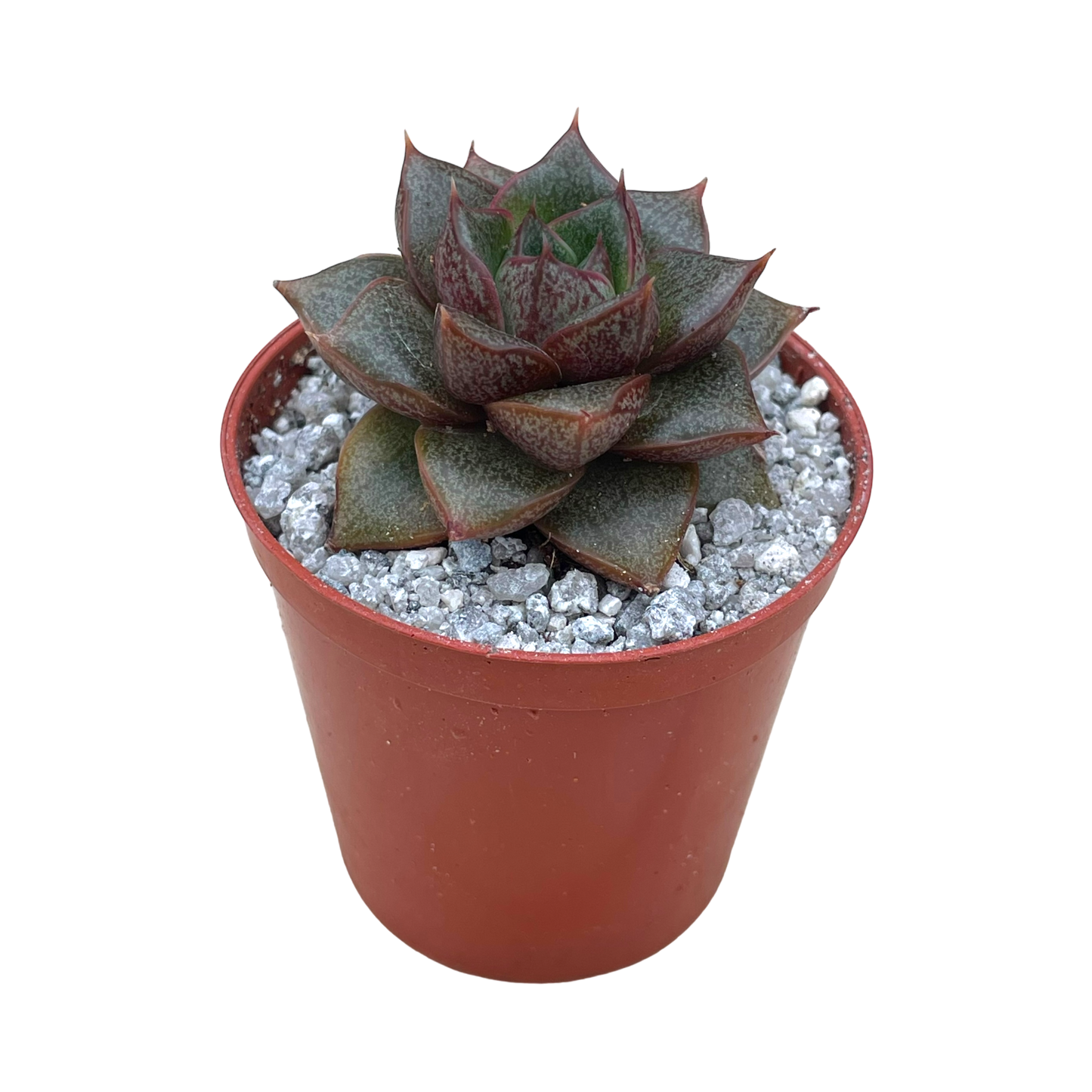 Echeveria chinensis