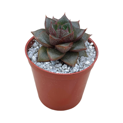 Echeveria chinensis