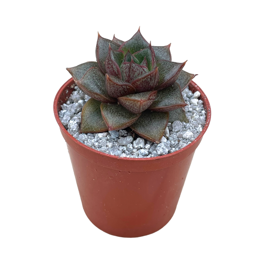 Echeveria 'Dionysos'