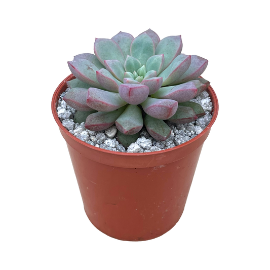 Echeveria subcorymbosa (Lau 030)