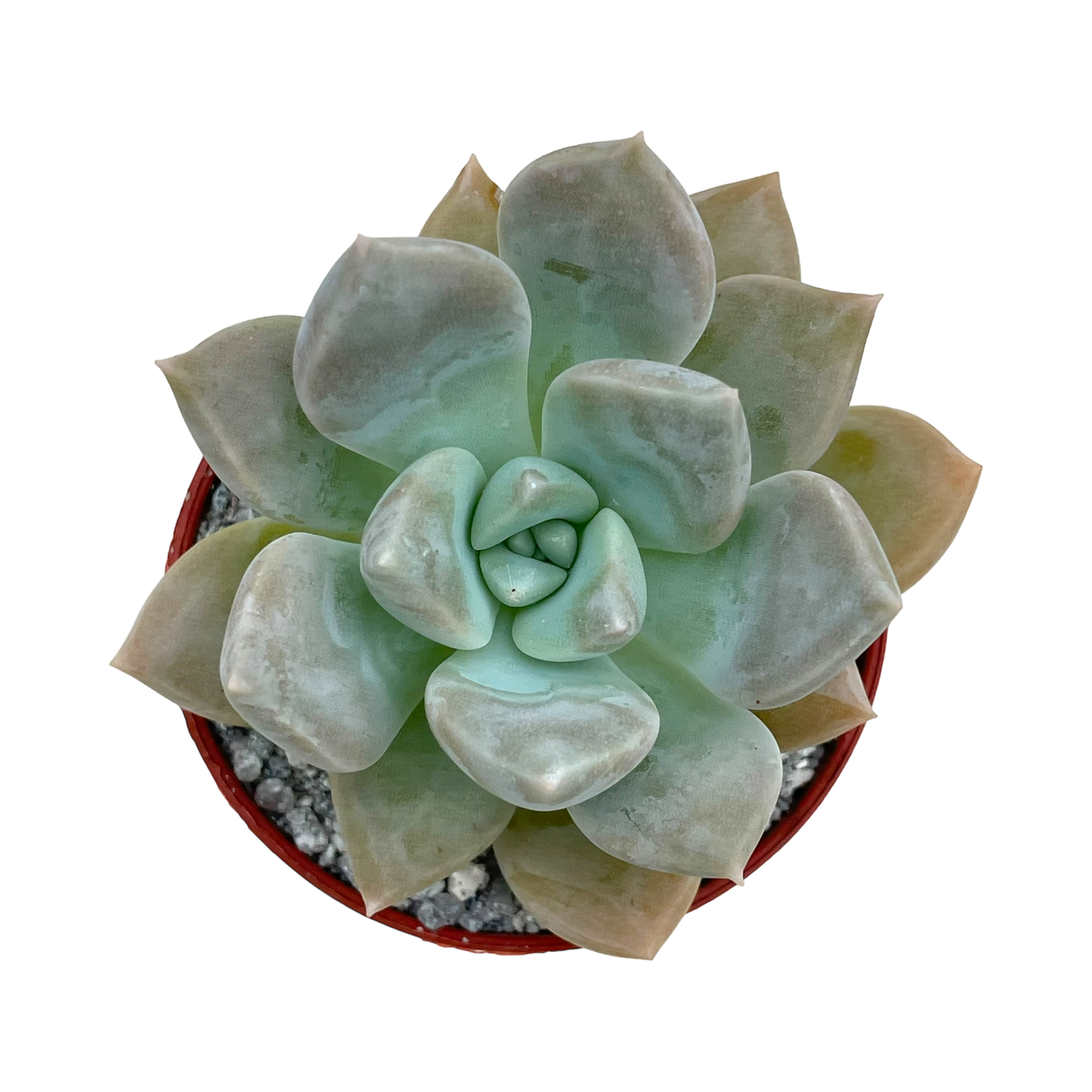 x Graptoveria 'Koala'