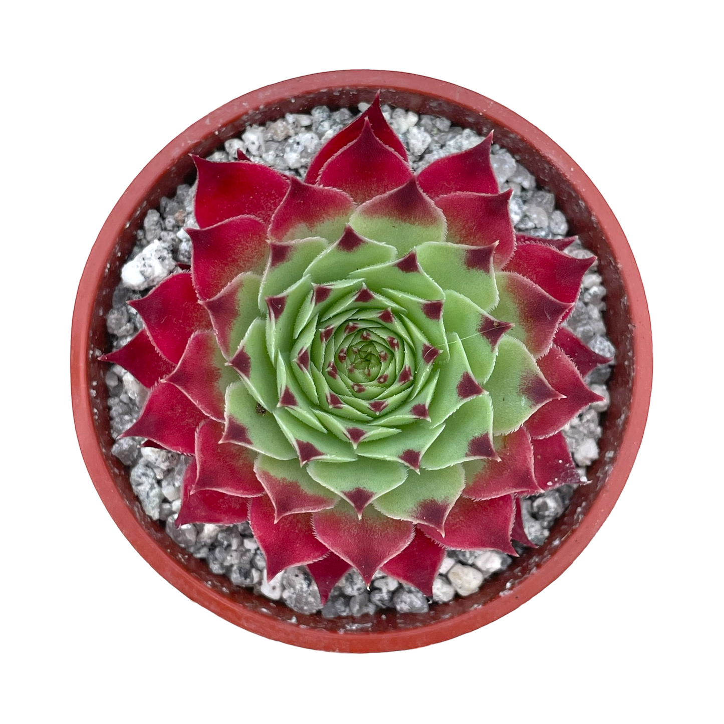 Sempervivum calcareum 'Extra'