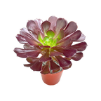 Aeonium 'Garnet'