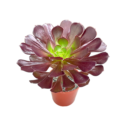 Aeonium 'Garnet'