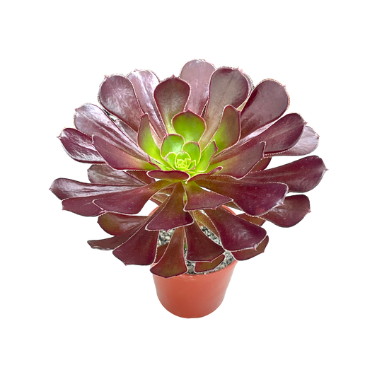 Aeonium 'Garnet'