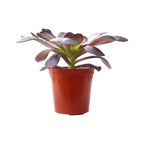 Aeonium 'Plum Purdy'