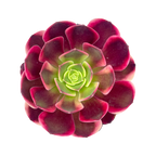 Aeonium 'Superbang'