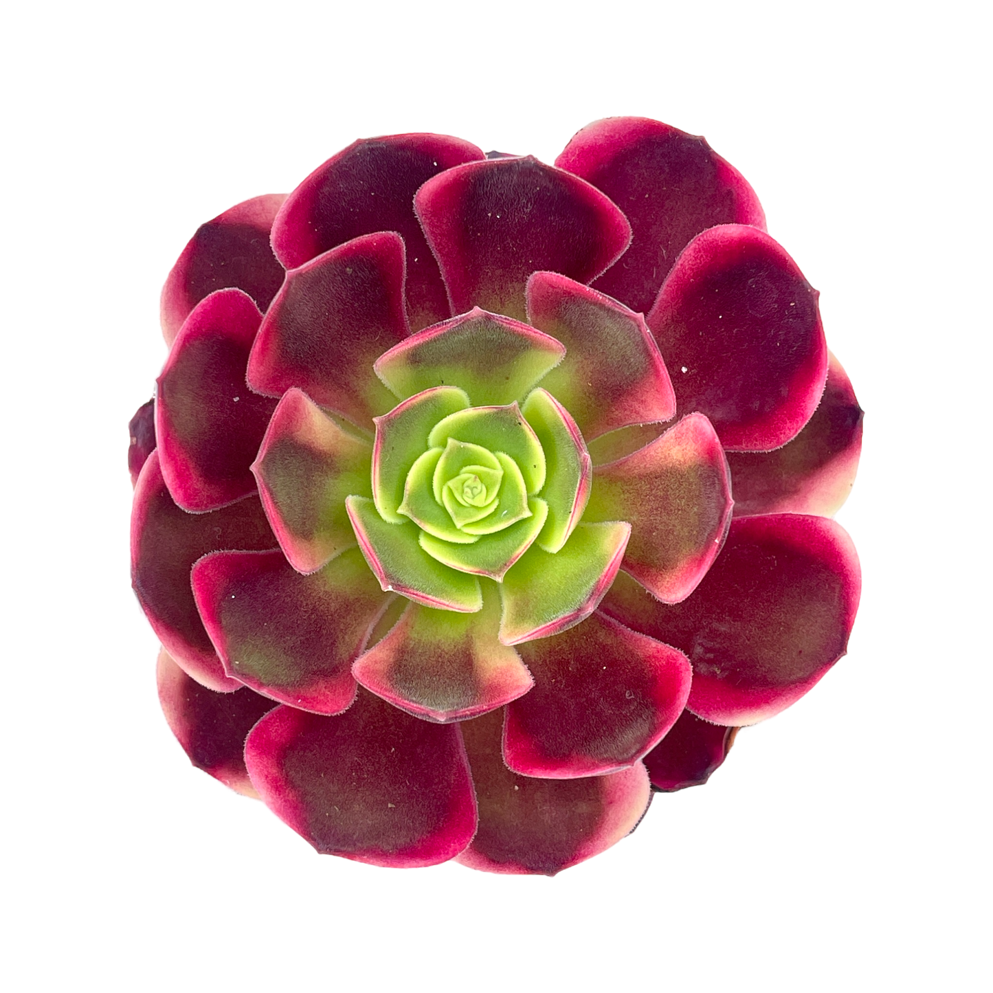 Aeonium 'Superbang'