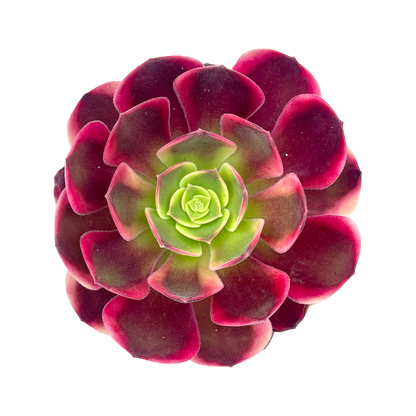 Aeonium 'Superbang'