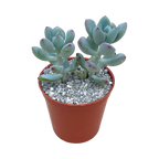 Sedum commixtum | Comic Tom