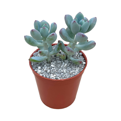 Sedum commixtum 'Comic Tom’