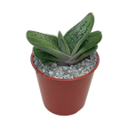 Gasteria 'Little Warty'
