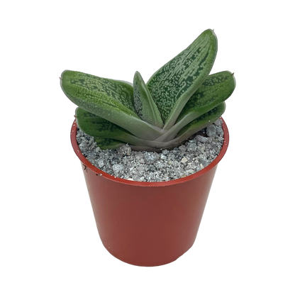 Gasteria 'Little Warty'