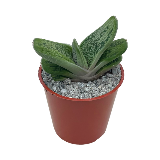 Gasteria 'Little Warty'