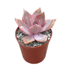 x Graptoveria 'Pearl Dazzler'