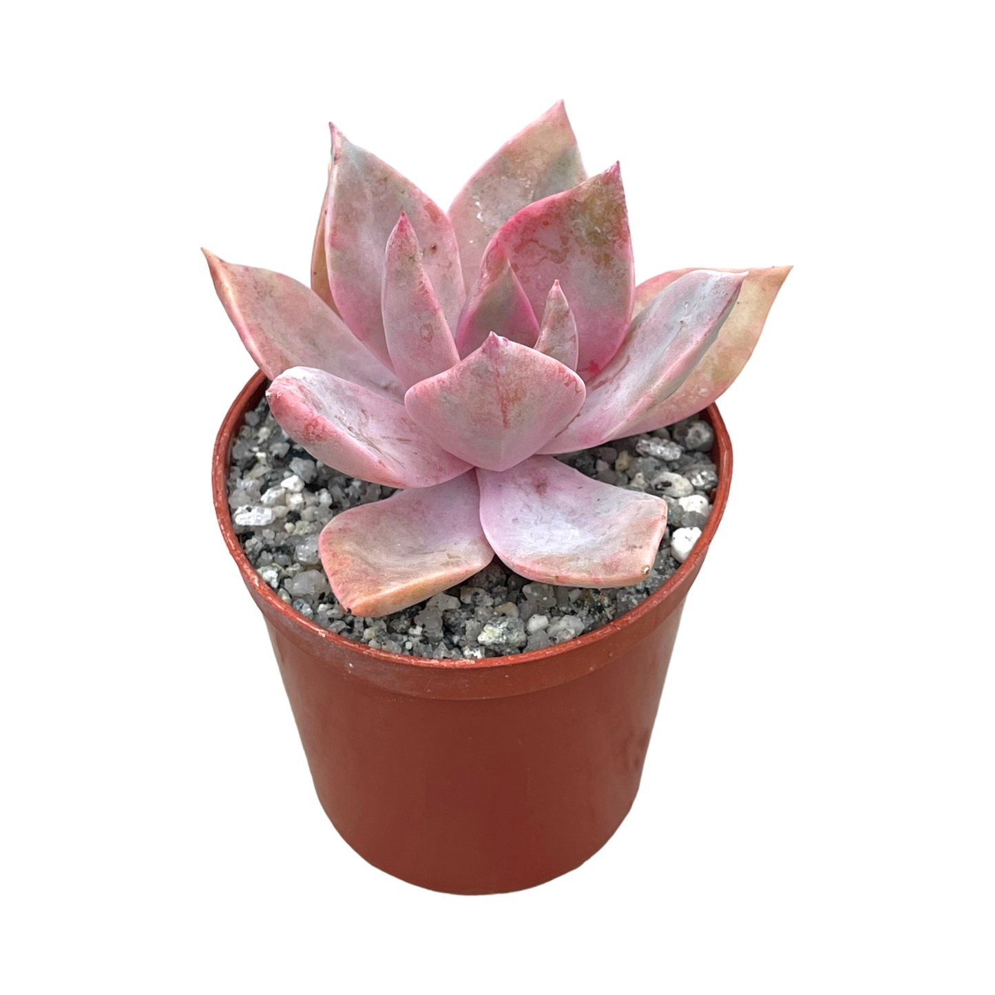 x Graptoveria 'Pearl Dazzler'