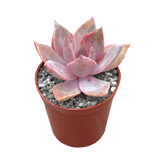 x Graptoveria 'Pearl Dazzler'