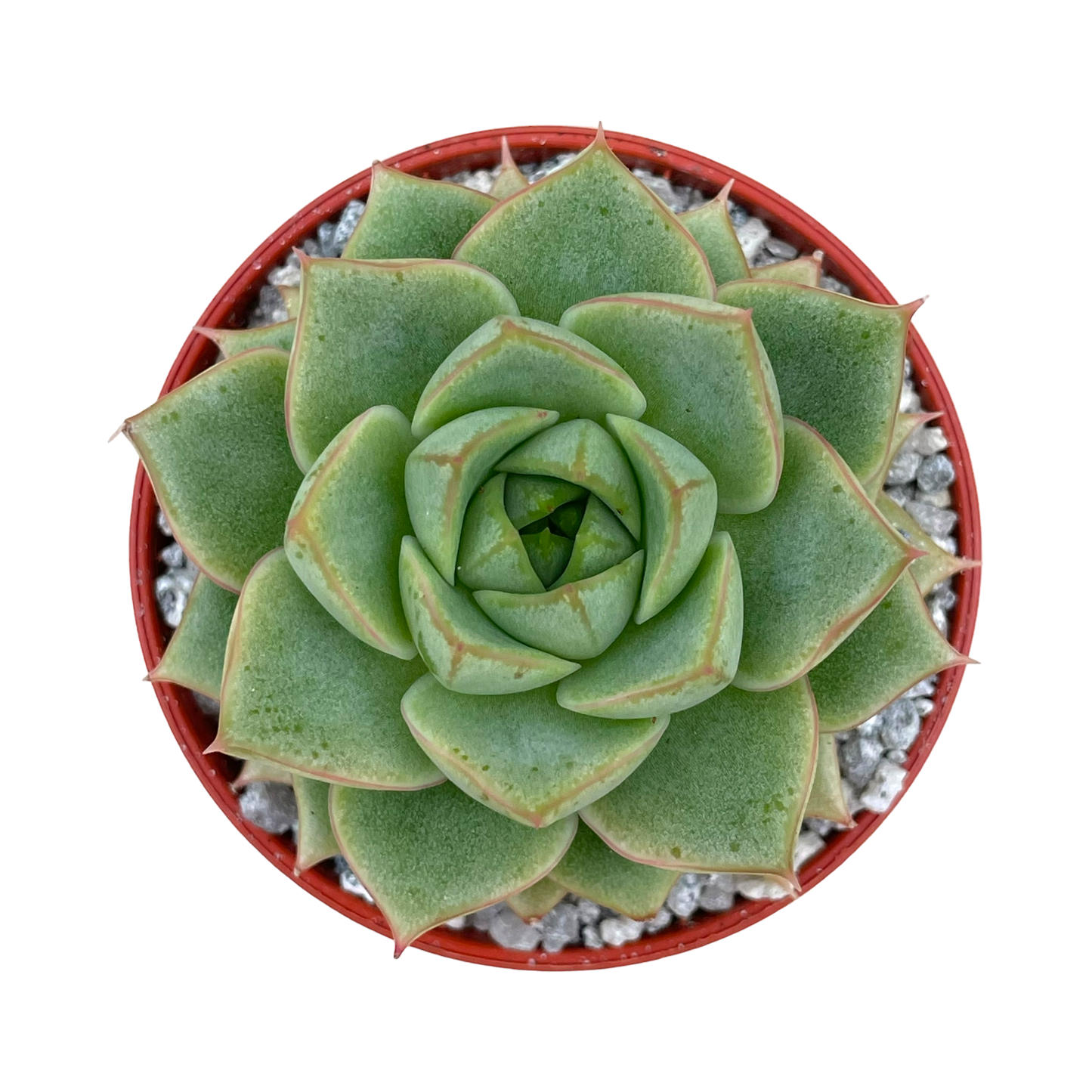 Echeveria 'Fabiola'