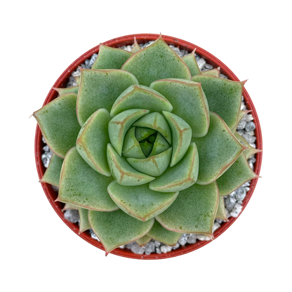 Echeveria 'Fabiola'