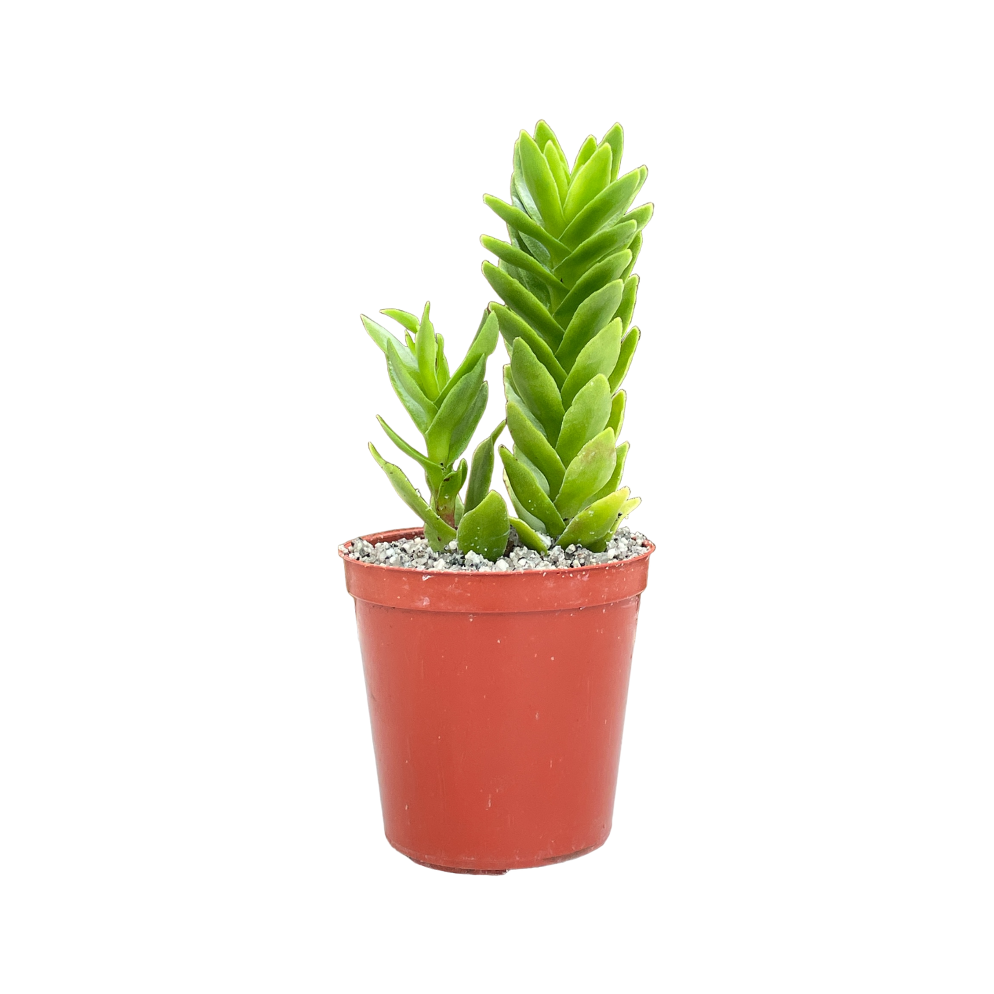 Crassula coccinea