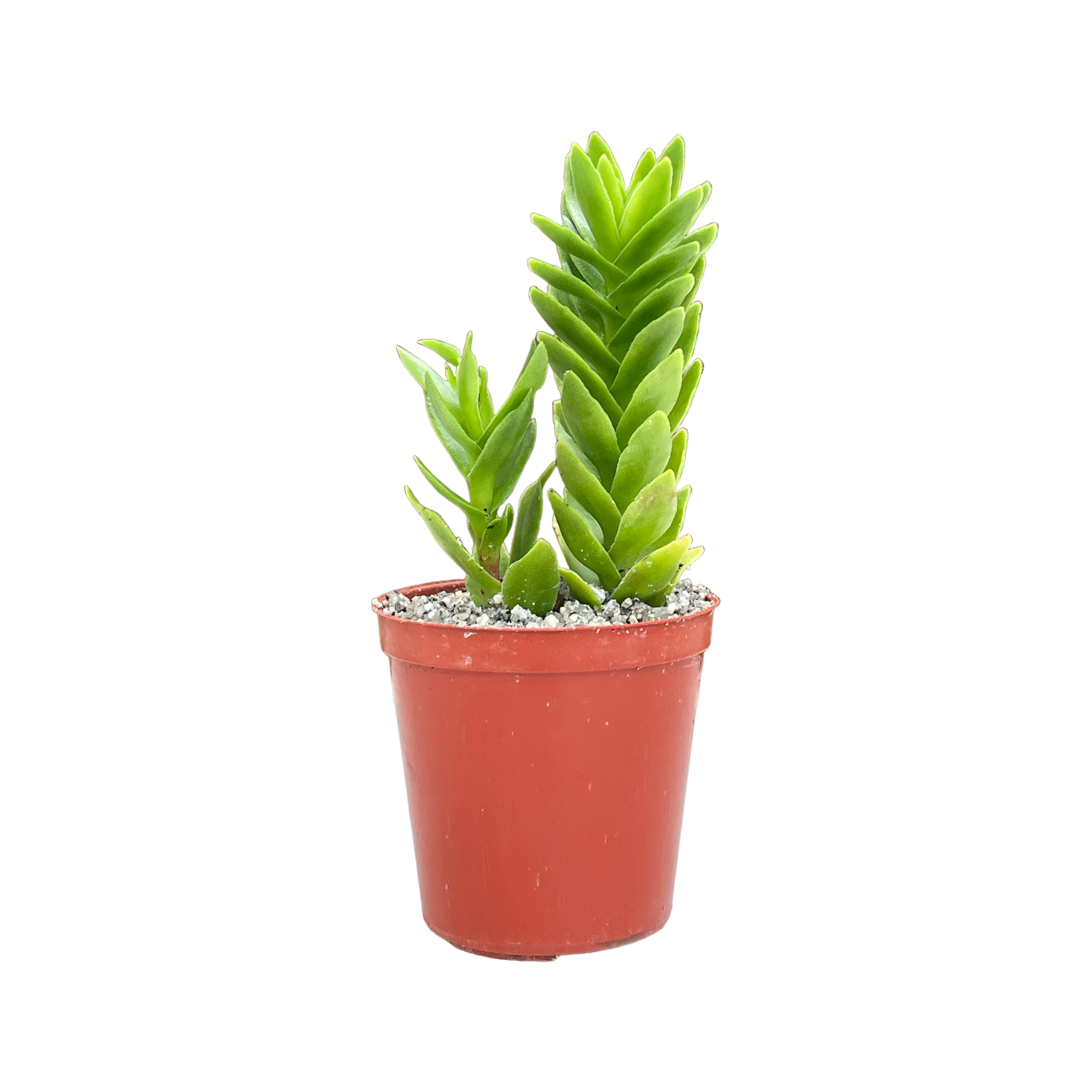 Crassula coccinea