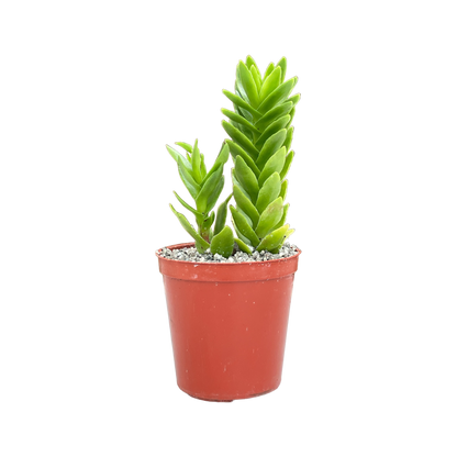 Crassula coccinea