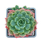 Echeveria glauca